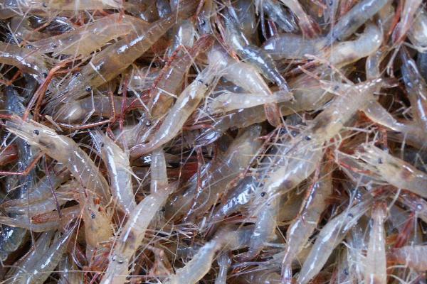 青虾和鱼怎么混养，长成小虾才能投放鲢、鳙等鱼种