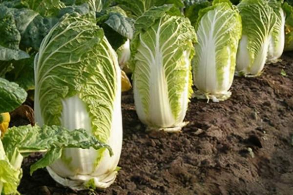 哪些蔬菜在8月份种植，包括黄瓜、西葫芦、芥菜等品种