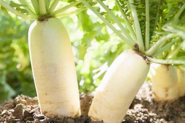 哪些蔬菜在8月份种植，包括黄瓜、西葫芦、芥菜等品种