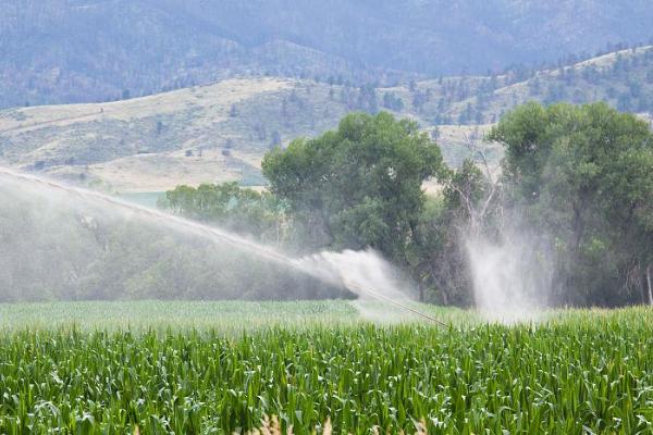 玉米浇水的最佳时间，播种期、拔节期的需水量都比较大