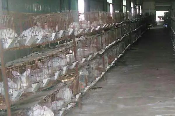 养兔怎么防治胃肠炎，饲喂青绿饲料要提前晾干