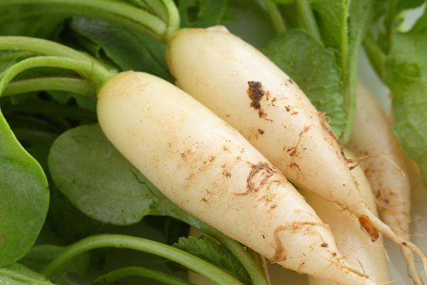 常见的十字花科作物，包括萝卜、白菜、芥菜等品种