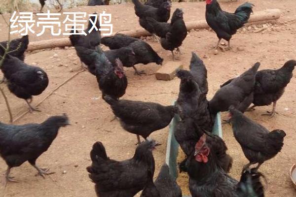 什么鸡品种适合农村散养，这五个品种很不错