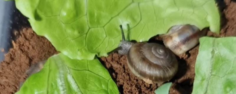 蜗牛的食物，喜食植物的幼芽