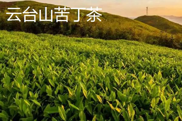 贵州黔东南的特产，从江椪柑远销国际市场
