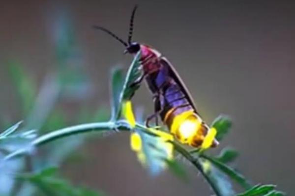 萤火虫最喜欢吃的东西，成虫喜欢吃花粉