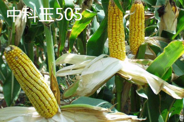 产量排名靠前的玉米品种，和育187的最高亩产量约为3284斤