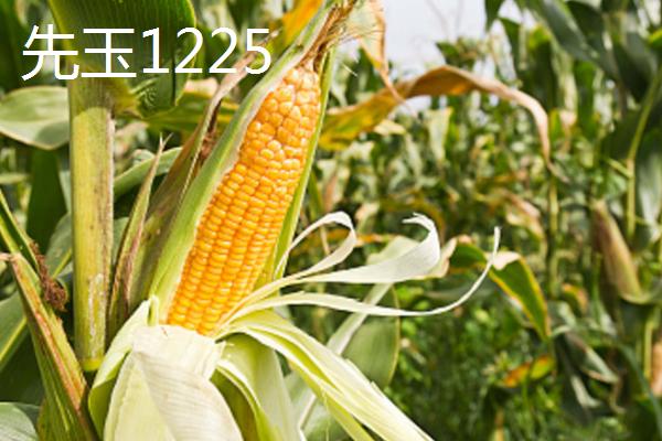 产量排名靠前的玉米品种，和育187的最高亩产量约为3284斤