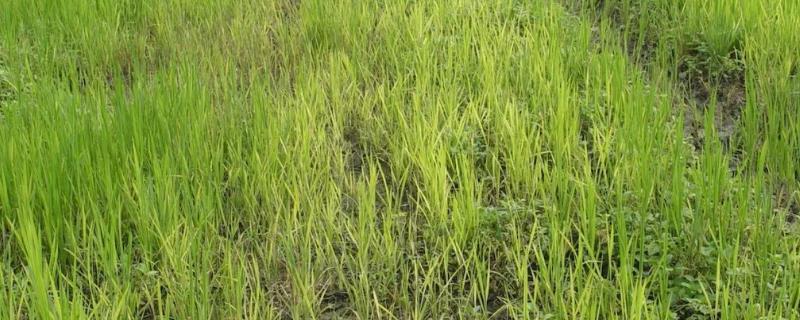 水稻田受到除草剂药害如何处理，对受害稻株喷水可减少药剂残留