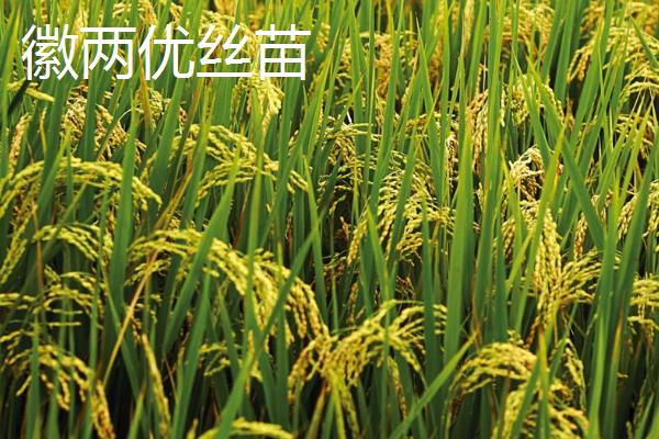 产量高且口感好的水稻品种，“中9优8012”、“中早39号”等品种均为优质水稻