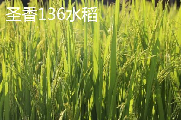 产量高且口感好的水稻品种，“中9优8012”、“中早39号”等品种均为优质水稻