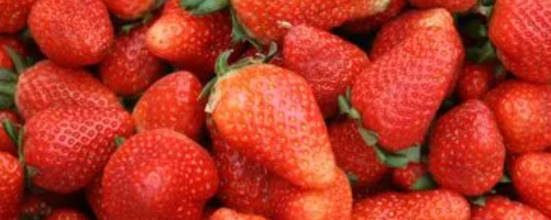 草莓苗什么品种好，这3种是品质优的大果型品种