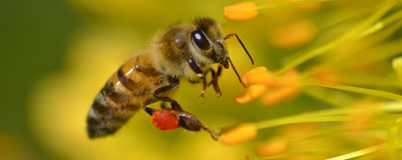 蜂群安全度夏的条件，首先保证蜂巢中有充足的饲料