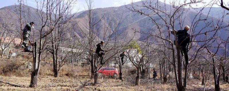 梨树采摘后管理要点，采摘后首先要清理残枝败叶