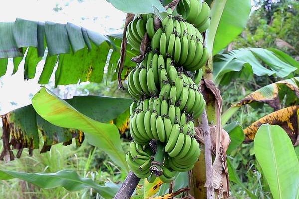种香蕉施什么肥，按不同的生长时节来决定