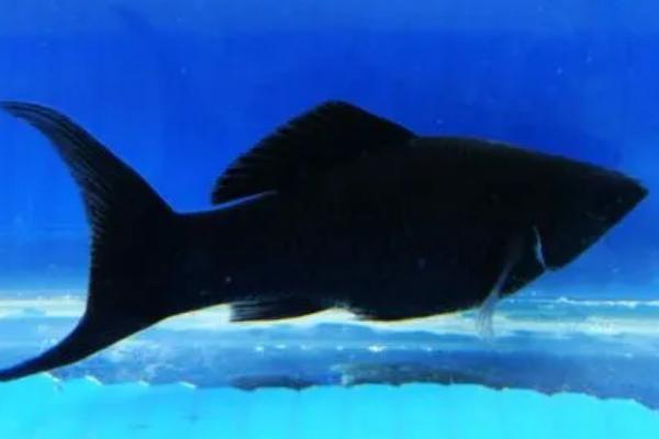 黑玛丽鱼是什么鱼，是常见的一种观赏鱼