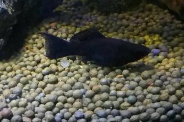 黑玛丽鱼是什么鱼，是常见的一种观赏鱼