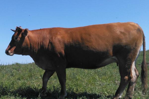 牛有多少个胃，具有瘤胃、网胃、瓣胃、皱胃