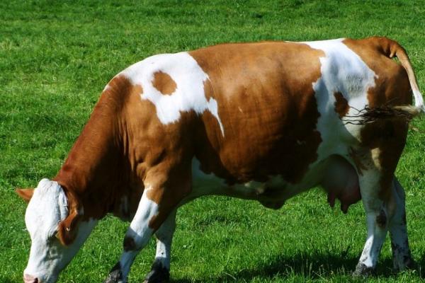 牛有多少个胃，具有瘤胃、网胃、瓣胃、皱胃