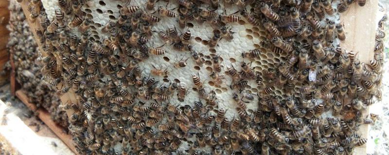 哪些蜜蜂产出的蜂蜜品质最好，包括中蜂、意蜂、黑蜂等品种
