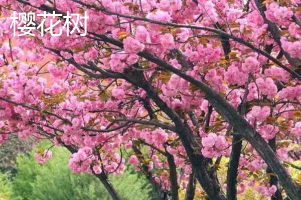 樱花树与樱桃树有什么区别，樱花树属于樱花种、樱桃树属于樱桃种