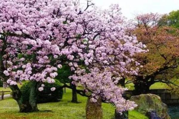 樱花树与樱桃树有什么区别，樱花树属于樱花种、樱桃树属于樱桃种