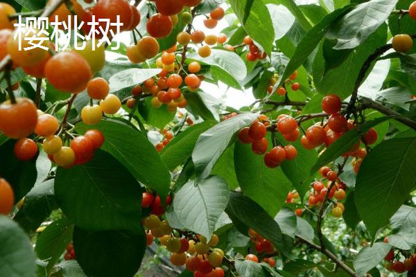 樱花树与樱桃树有什么区别，樱花树属于樱花种、樱桃树属于樱桃种