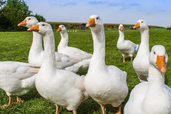 有哪些蛋鹅品种，包括太湖鹅、豁眼鹅、狮头鹅等种类