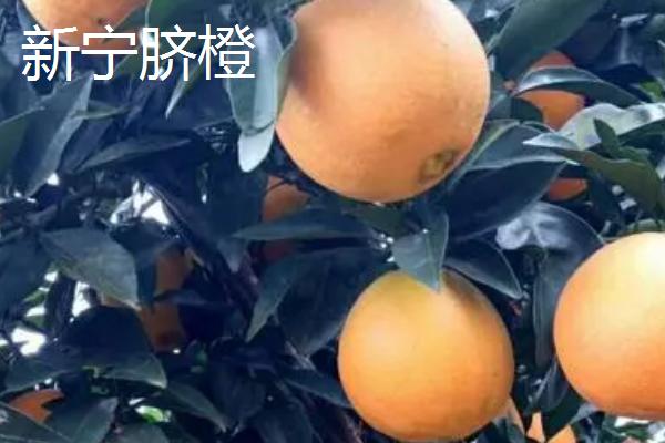 湖南省邵阳市的水果特色，崀山脐橙汁多化渣、隆回猕猴桃浓甜可口