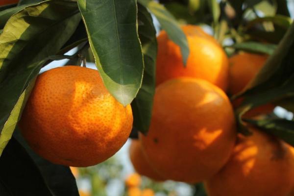 11月份有哪些时令水果，包括柑橘、柚子、苹果等种类