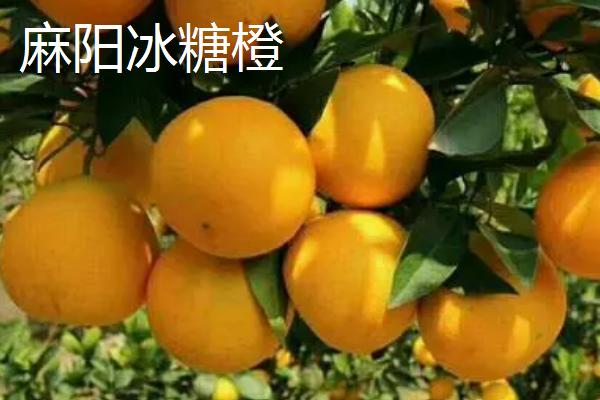 湖南省邵阳市的水果特色，崀山脐橙汁多化渣、隆回猕猴桃浓甜可口