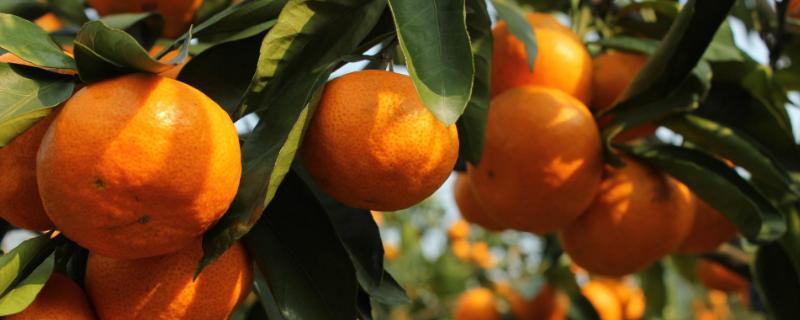 哪些柑橘品种最甜，包括皇帝柑、丑柑、脆蜜金柑等品种