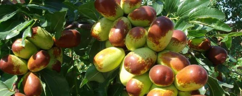 枣树品种介绍，月光枣脆嫩多汁、属于罕见的鲜食品种