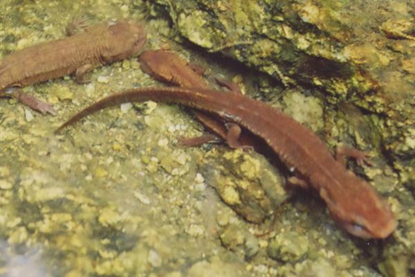 蝾螈是什么动物，是最古老的两栖动物
