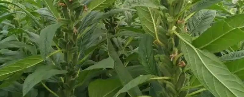 芝麻缺素症状，缺锌会导致植株矮小