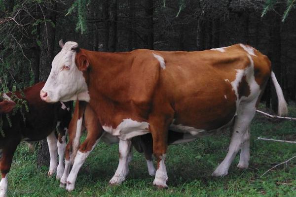 怎么判断牛是否生病，根据这4种声音辨别