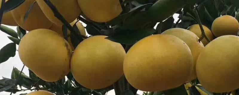 葡萄柚和普通柚子的区别，果皮和大小都不同