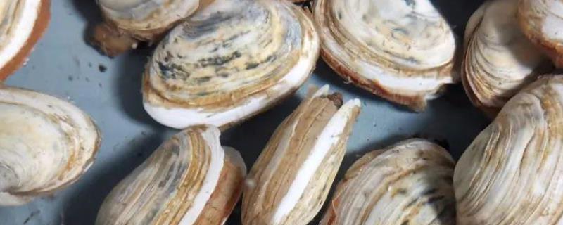 紫石房蛤的产地，主要分布在渤海、黄海等海域