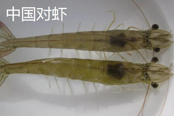 对虾的价格，一般在30-50元一斤