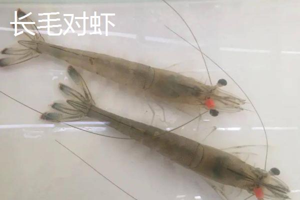 对虾的价格，一般在30-50元一斤