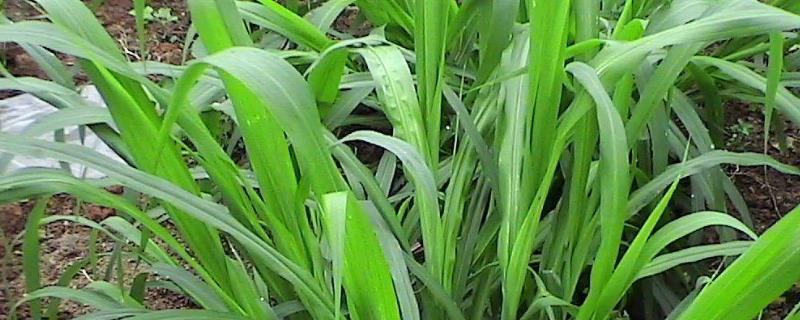 皇竹草是多年生的吗，是一种多年生的草本植物