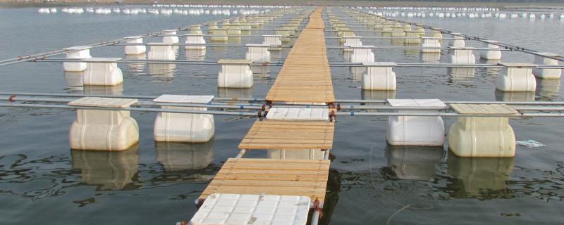 罗非鱼的网箱养殖技术，水温为24℃左右就可投放鱼种