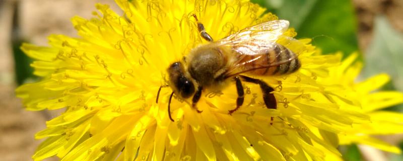 蜜蜂采蜜的原因，采蜜是为了存储食物