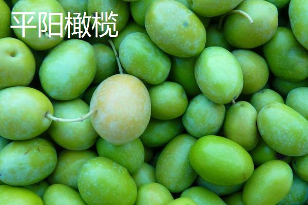 浙江省平阳县的特产，马蹄笋为当地传统名优特产