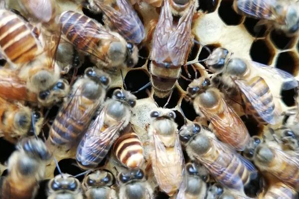 仓蜂王的优缺点，产蜜能力强但易发生盗蜂