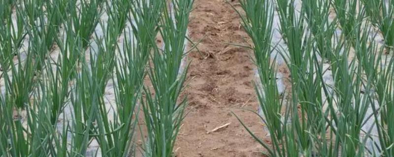 红葱的种植方法，将鳞茎插入土壤、让生长点露出土面即可