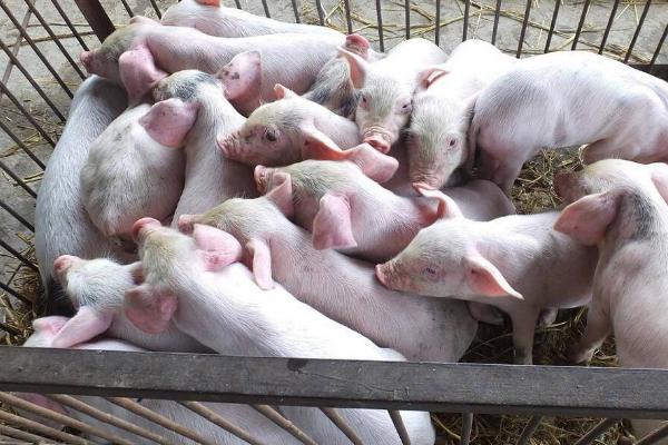 管理仔猪要注意什么，需做好防寒保温、饲料投喂、分群饲养等工作