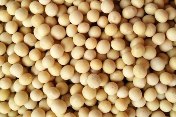 大豆品种主要有哪些，分为青大豆、黄大豆、黑大豆等