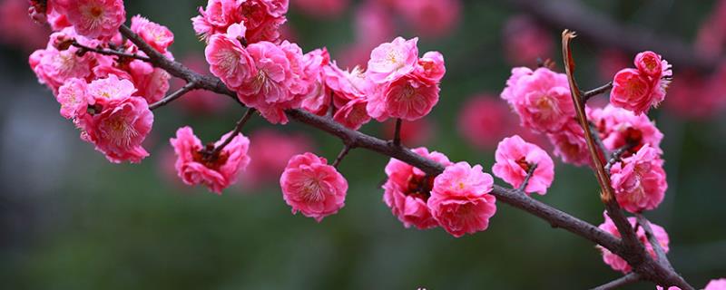 梅花种植技术，选择瓦盆、土陶盆或紫砂盆种植为佳