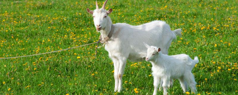 山羊肉和绵羊肉区别，口感、肉质和价格均不同